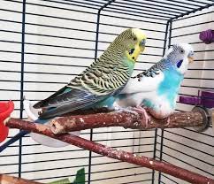 We did not find results for: Kropfentzundung Wellensittich Ursache Kleintierpraxis Dr Fenske