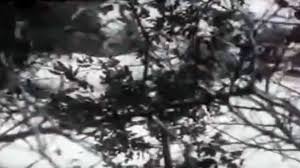Coban Kopegi Kurtlari Olduruyor Dailymotion Video