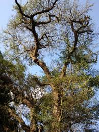 Image result for Acacia robusta