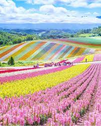 Flower Field In Hokkaido Japan Picture By Mika05011972 Wonderful Places For A Feature Japan Picture Japan Photo Beautiful Landscapes