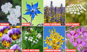 Check spelling or type a new query. The 16 Edible Flowers That May Be Deadly Daily Mail Online