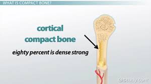 Compact bone, also called cortical bone, dense bone in which the bony matrix is solidly filled with organic ground substance and inorganic salts, leaving only tiny spaces (lacunae) that contain the osteocytes, or bone cells.compact bone makes up 80 percent of the human skeleton; Compact Bone Definition Structure Function Video Lesson Transcript Study Com