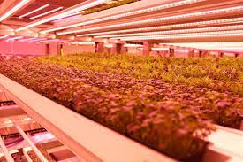 Different plants need different levels of light. Video Vertical Farming Leds And The Flavor Of Leafy Greens