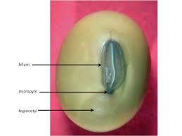 Soybean Growth and Development