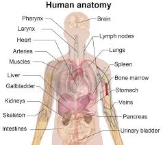 Human Body Diagram Labeled Organs Human Body Diagram Labeled