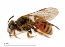 Image result for Lipotriche