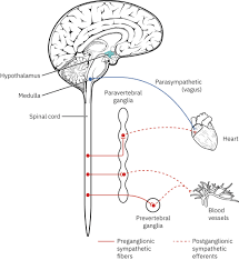 Image result for Spinal Shock