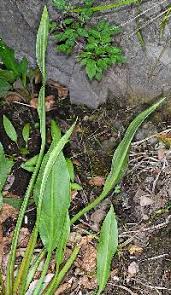 Image result for Aneilema lanceolatum