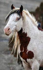 The Magnificent Often Photographed Medicine Hat Wild Mustang Stallion Shaman Of The South Steens Oregon H Mustang Stallion Wild Horses Mustangs Wild Horses