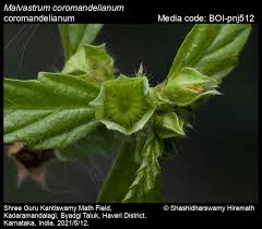 Image result for Malvastrum coromandelianum