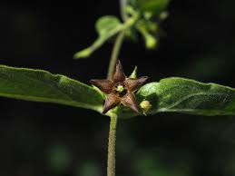 Image result for Vincetoxicum apiculatum