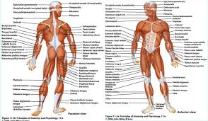 Muscles found in the deep group include the spinotransversales, erector spinae (composed of the iliocostalis, longissimus, and spinalis), the transversospinales, and the segmental muscles. All Muscles In The Body Diagram Anterior Muscles Diagram Human Body Pictures Science For Kids The Muscular System Makes Up Nearly Half The Weight Of The Human Body This Is
