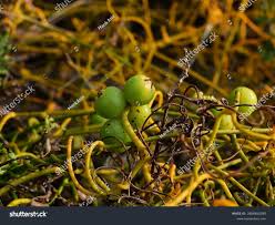Image result for Cassytha filiformis
