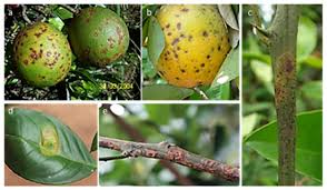 Image result for Citropsis