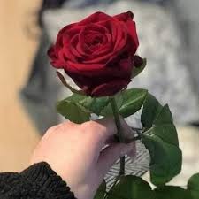 زهرة حمراء اللون in 2021 beautiful rose flowers beautiful flowers wallpapers love rose flower