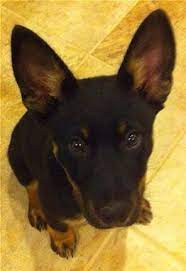 Intelligent and trainable, the german shepherd doberman mix is likely to have. German Shepherd Doberman Mix German Shepherd Mix Puppies Shepherd Mix Puppies Puppy Mix