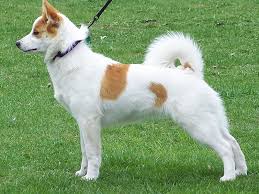 The norrbottenspets originated in finland. Norrbottenspets Dog Spotters