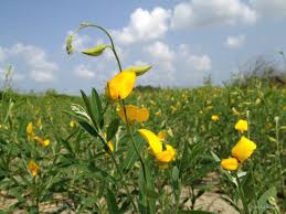 Image result for Crotalaria juncea