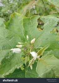Image result for Solanum capsicoides