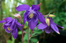 Image result for Aquilegia flabellata ministar
