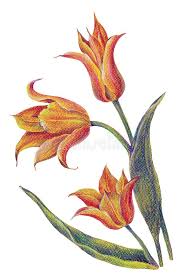 Tutorial per disegnare fiori schizzi di fiori suggerimenti per disegnare aquilegia modelli natalizi all'uncinetto arte e artigianato colori punto croce punti all'uncinetto. Tulipani Gialli Del Mazzo Della Matita Di Colore Priorita Bassa Floreale Astratta Illustrazione Di Stock Illustrazione Di Fiore Giardino 111269695