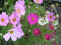 Love My Cosmos One Of Danns Flowers Indianapolis Indiana