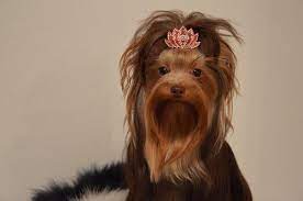 biewer york terrier chocolate bianca paradise dog s york terrier terrier dogs