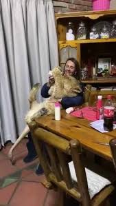 Pin By Marlene Gash On Video Animais Diversos Video Cute Baby Animals Cute Little Animals Animals Beautiful