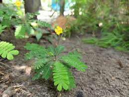 Image result for Biophytum crassipes