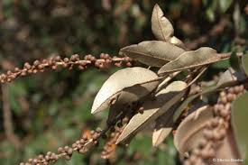 Image result for Croton gratissimus