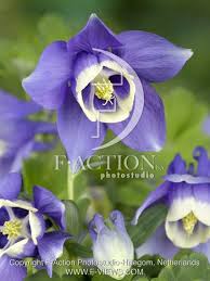 Image result for Aquilegia flabellata ministar