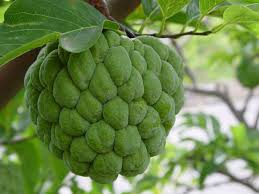 Image result for Annona squamosa