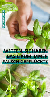 Basilikum Richtig Pflucken Damit Die Pflanze Nicht Eingeht Basilikum Basilikum Pflanzen Pflanzen