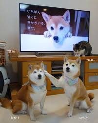 Torukou Shiba Inu Cok Sirin Hayvanlar Sevimli Kopekler