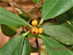 Image result for Ficus scassellatii