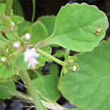 Image result for Aeollanthus neglectus