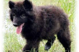 Black And Brown Wolf Dog Pin On Adorable Animals