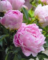 Marseille en fleurs® masmarfle (d.massad 2009). 370 Idee Su Peonie Camelie E Simili Nel 2021 Peonie Fiori Bellissimi Fiori
