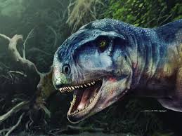 Image result for Dinophora