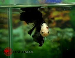 Black Koi Halfmoon Giant Male Betta Very Rare Type 1604011 Betta Betta Fish Koi