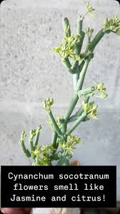 Image result for Cynanchum