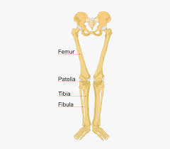 Human chest bones upper body bones labeled arm muscle diagram unlabeled unlabeled body parts rib cage unlabeled human skeleton diagram no labels bone anatomy worksheet body cavity diagram anatomy unlabeled anterior muscles unlabeled human body diagram without. Bones Of The Hand Labeled
