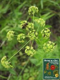 Image result for Apiaceae