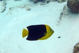 Check spelling or type a new query. The Rock Beauty Whats That Fish