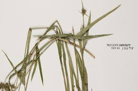 Image result for Fuirena stricta