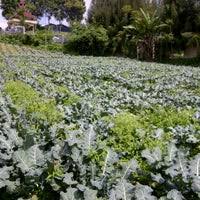 Maybe you would like to learn more about one of these? Kebun Sayur Brastagi Garden