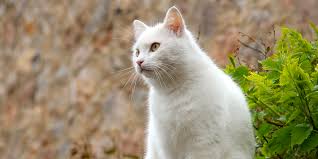 Cats with mild disease don't necessarily have symptoms. Heart Murmurs In Cats International Cat Care