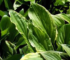In the u.k., some hosta varieties are called plantain lilies while others use the term giboshi when referring to the plant. Hosta Virus X