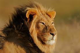 Learn interesting facts about animals around the world. Lion Facts For Kids African Animals Big Cats