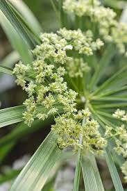 Image result for Cyperus tenuiculmis